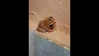 Coqui Churi (Eleutherodactylus Antillensis) |&iexcl;Segundo Video!| *Info en la Descripcion del Video*