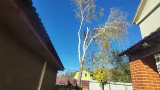 Удаление берёзы Раменский район 8-916-789-86-13 ruspil.ru
