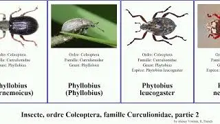 Insecte, ordre Coleoptera, famille Curculionidae, partie 2 trigonopterus pissodes lixus polydrusus