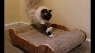 Luxury Cat Bed: Brawny Cat Big Sleeky Comfort Throne Product Review - ねこ - ラグドール - Floppycats