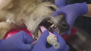 Dog  v-gel&reg; Instructions for use