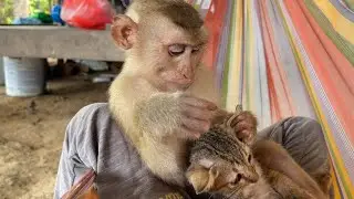 Adorable Zueii Focus Grooming Kitty Very Nice