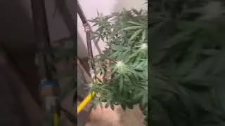 Red poison autoflower week 7