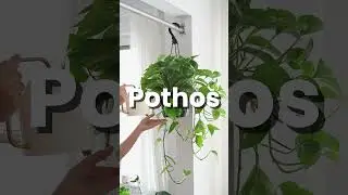 5 low-light plants that actually thrive 🌑