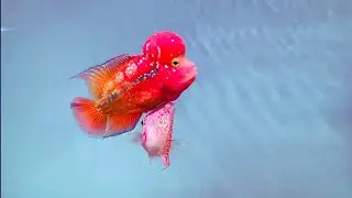 9 Best King Kamfa Flowerhorn Collection - Super Rare Flowerhorn Cichlids