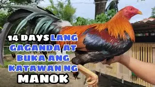 14 DAYS LANG GAGANDA AT BUKA ANG KATAWAN NG MANOK || BALERIANS GAMEYARD