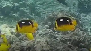 Fourspot Butterflyfish Swimming in Hawaii