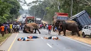 गुस्से में बेकाबू हाथी 🐘 सड़क पर मचा दी तबाही | Elephant Attack Caught on Camera|