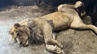 У Шерхана не жизнь, а малина!) Минский зоопарк 