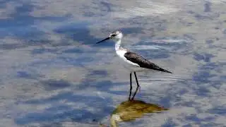 White Headed Stilt feeding