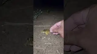 Catch big frogs funny | Try don't laugh | wepwep catching frogs make you laugh #shortsviral