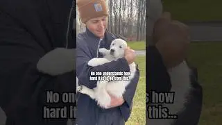 Щенячий возраст пролетает слишком быстро 🥺 #золотистыйретривер