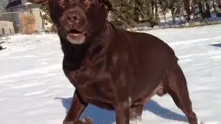 ✇ Dogs - Chocolate Labs - Labrador Retriever - Funny Dog In Snow