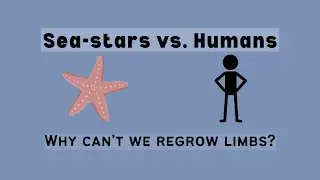Sea-stars vs. Humans: Why can't we regrow limbs?