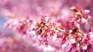 Nature: a poetic short film by Michael Angel Loayza Jr.