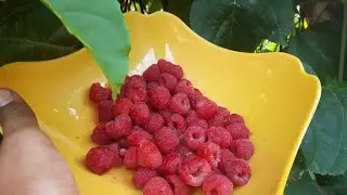 Health Benefits of Raspberry; Strengthen Your Immune System Naturally With Powerful Flavonoids
