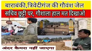 Barabanki | गोवंश की जेल के हाल, condition of cow prison | CM Yogi