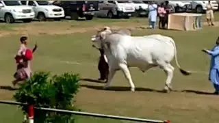 Sibi mela 2023/ worlds biggest bull / bhaag nari k bail /sibi stadium