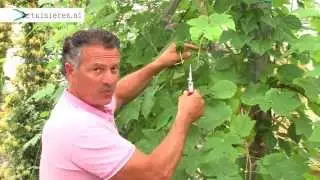 Hoe kun je een druif snoeien?  - Tuinieren.nl