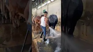 The shepherds regularly clean the carpets and cow dung with water#bull #cowdung #carpetcleaning #fyp