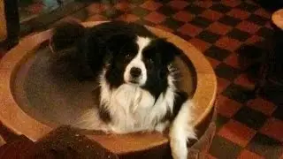 Nick Stephenson - Bessie and the Well (Dog's song) | Featuring Nick & the Sun Machine