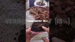 The Best Soil Mix for Alocasia (and other aroids)