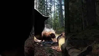 Forest Guardian: Brave Bear Saves Baby Porcupine from Lynx & Poacher's Trap!
