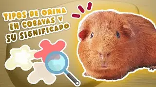 💧 ¿Qué dice la ORINA de tus COBAYAS / CUYOS / CUYES sobre su SALUD? 🐹 Importancia y tipos 🕵️‍♀️