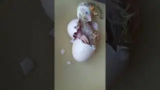 from egg to chick, chick pop out | domestic animal life | pop out
