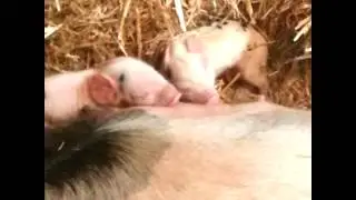 Old spot piglets eating