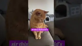 #cat #felinehumor #funnyjoke #catlover #humour #felinelaughs #funnycats #felinecomedy #joke #funny