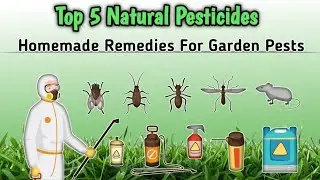 Top 5 Natural Pesticides for Plants | Easy Homemade Remedies for Garden Pests