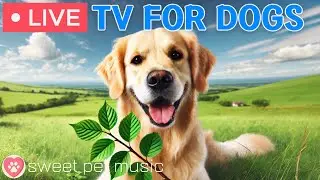 🔴24 Hours of Dog TV🎵🐶Calming Music for Dog Sleep🐾🩷Soothing Music to Ease Dog Anxiety and Stress
