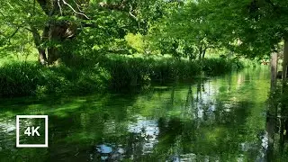 Расслабляющая прогулка по прекрасной ферме васаби | Azumino, Nagano, Japan 4K