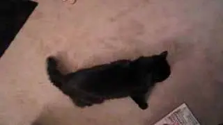 Psychokitty