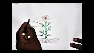 How to Flower Branch Sketch with Labels | Easy Biology Drawing 🌼✏️