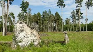 Der P&ouml;llwitzerWald mit  Moorerlebnispfad