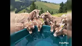 Alpsommr 2023 Rigi Heiterenboden