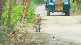 #nature #angrytiger #wildlife #tigerspotted #travel #animals #pilibhittigerreserve #chuka #jungle 
