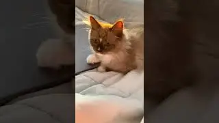 Adorable ragdoll cats & kittens #smallcutekittens #popularcats #catappreciationpost