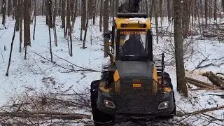 Powerful Hardwood Harvesting: Ash Logging with Ponsse Equipment in Wisconsin