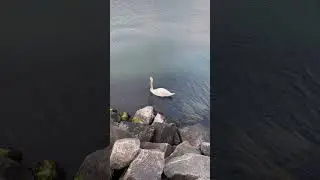 #beautifulbeach #naturelovers #swan #europe #denmark #copenhagen #svane #strand