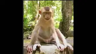 Drunk monkey #cambodia