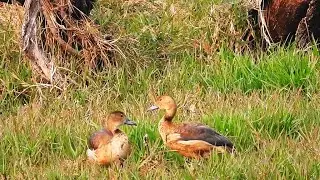 Lesser whistling duck
