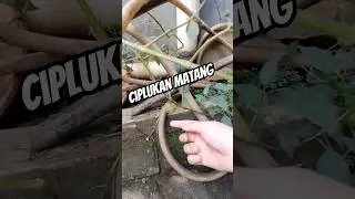 Ada Ciplukan Matang 😱 #trending #shortsviral #shorts #fypviral #fyp #ciplukan #buah #shortvideo