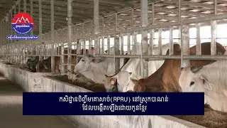 កសិដ្ឋានចិញ្ចឹមគោសាច់(RPRU)