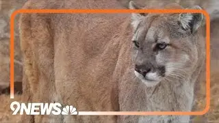 Northern Colorado open space closed due to mountain lion activity