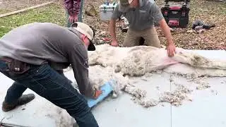 Alpaca shearing at cuteness attack farm