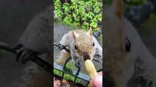 Cheeky London Squirrels