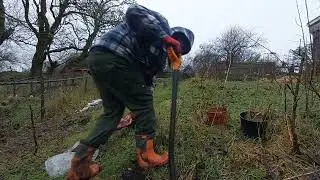 The wonders of cornus mas - a very versatile plant. Bare root planting.